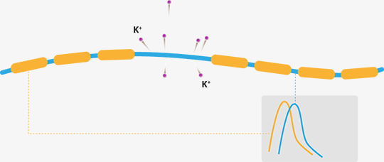 AMPYRA has been shown in animal studies to increase conduction of action potentials in demyelinated axons.